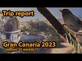 Lagu 🌞Birding Gran Canaria (complete trip reports with part 1, 2 and three)🌞