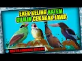 Download Lagu MASTER EKEK KELING, KAPAS TEMBAK, CILILIN, CEKAKAK JAWA Jeda suara terapi air \u0026  burung berkicau