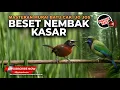 Download Lagu 🔴 Beset Nembak Kasar Cucak Cungkok Super Gacor vs Tepus Kepala Abu Abu Gacor Kasar