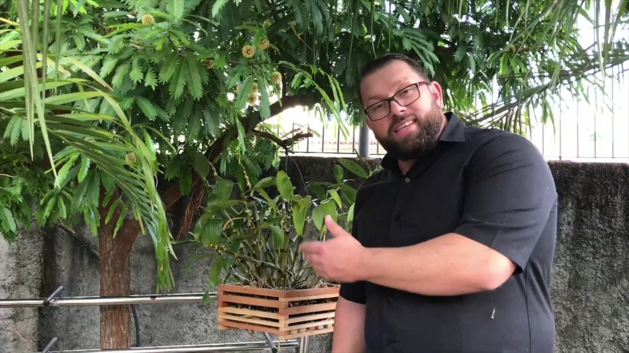 COMO TER SUCESSO COM ORQUÍDEA DENDROBIUM MOSCHATUM, E PLANTAS DO GÊNERO