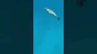 one of the cutest moments underwater