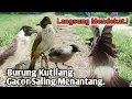 Download Lagu MP3,‼️ SUARA PIKAT KUTILANG GACOR SALING MENANTANG. AMPUH..