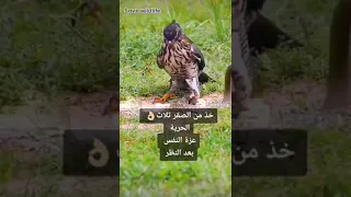 خلك مثل الصقر 