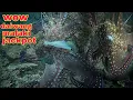 Lagu ep608 Dive2 dalwang malaking pugita lumabas sa dating spot jackpot