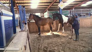 josie with the stallion ndr farm stories