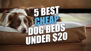 5 Best Cheap Dog Beds Under 20