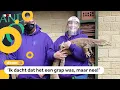 Download Lagu Vrouw krijgt zomaar hele dierentuin cadeau