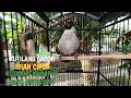 TERBARU !!! kutilang isian cipoh super gacor