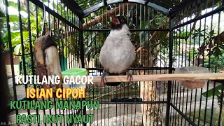 terbaru kutilang isian cipoh super gacor