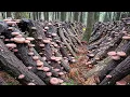 Download Lagu How Japanese Farming Millions of Shiitake Mushroom in Forest - Mountain Shiitake Mushroom Harvesting