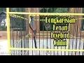 Download Lagu Burung Cendet Pentet Isian KENARI,LOVEBIRD,CILILIN