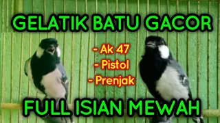 masteran gelatik batu gacor full isian mewah