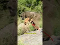 Download Lagu Why Do Baboons Kidnap Lion Cubs?