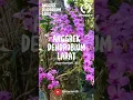 Download Lagu Tanam Anggrek Dendrobium Larat