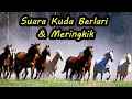 Download Lagu Suara Kuda Berlari dan Meringkik (Horses Running \u0026 Neighing Sound)