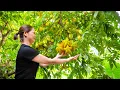 Lagu Rural Life 🌿 Harvest Lots of Sour STAR FRUIT in the Garden Go to Market Sell | Farm 4K