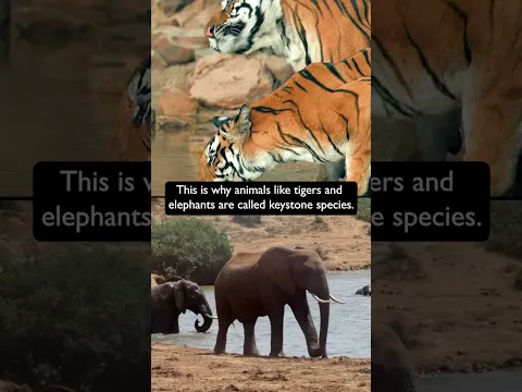 How poaching affects entire forests
