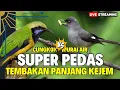 Download Lagu TEMBAKANNYA PEDAS DI TELINGA - MATERI KASARAN!! MURAI AIR MELENGKING Vs CUNGKOK AKHIRAN KUNTI