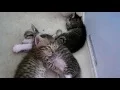 Kitten Twitching In Sleep Seizures or Dreaming