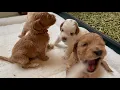 3 week old Australian Labradoodle Puppies