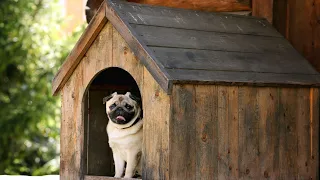 The Life Expectancy and Health Concerns of Pugs