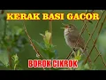 Download Lagu suara burung kerak basi di alam liar sangat ampuh untuk pancingan dan masteran semua jenis burung