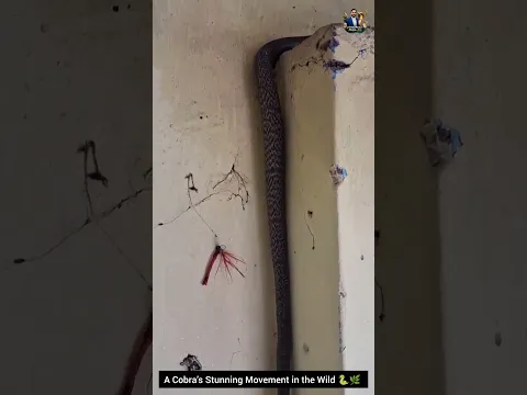 A Cobra’s Stunning Movement in the Wild 🐍🌿 #Cobra #SnakeMovement #NatureBehavior