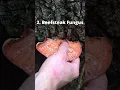 Download Lagu 4 Wild Mushrooms that Mimic Meat!