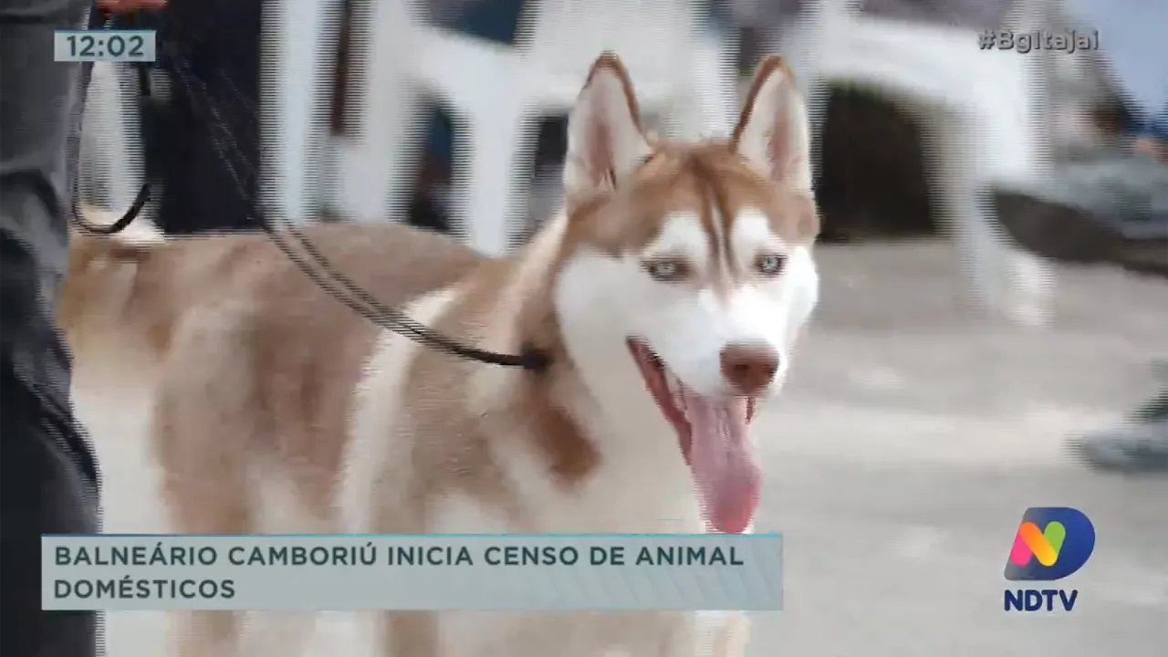 Balneário Camboriú inicia o censo de animal domésticos