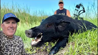 We Finally got Hogzilla Perfect 30 Yard shot with a Bow Catch Cook