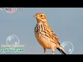 Download Lagu جديد| صوت جشنة المروج [صنيه] (تعمل هذه الأيام) Meadow Pipit Sound