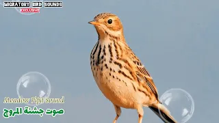 جديد  صوت جشنة المروج  صنيه   تعمل هذه الأيام                     دندنها