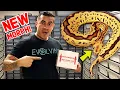 NEW SNAKE GENE UNBOXING A BRAND NEW BALL PYTHON MORPH