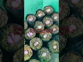 Download Lagu Cara Menanam Bawang Merah Secara Organik #shorts #berkebundirumah #berkebun #kebunorganik #food