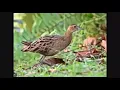Burung ayam ayam jantan \u0026 betina