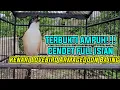 Download Lagu TERBUKTI AMPUH!!!MASTERAN CENDET FULL TEMBAKAN ARMAGEDON LOVEBIRD KENARI BAJING CELILING