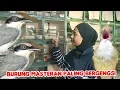 Download Lagu BURUNG MASTERAN PALING BERGENGSI 
