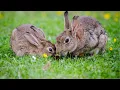 The Wonderful World of Rabbits A Mini Documentary