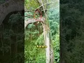 Download Lagu Menaklukkan Pohon Tinggi untuk Madu Hutan #shorts