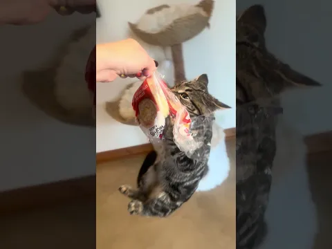 when people ask what i mean when i say my cats are insane