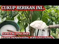 Lagu CUKUP BERIKAN INI SUPAYA PH TIDAK DROP BATANG MENJADI KERAS BEBAS LAYU.. 