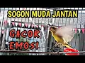 Lagu SOGON IJOAN GACOR EMOSI‼SANGAT EFEKTIF UNTUK PANCINGAN SOGON IJOAN AGAR BUNYI