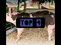 THE BEST PIG BREEDS🐷 - TOP 4