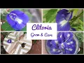 Download Lagu How to Grow Aparajita/Clitoria ternatea plant care tips/Butterfly pea/Shankupushpam/Sangu poo