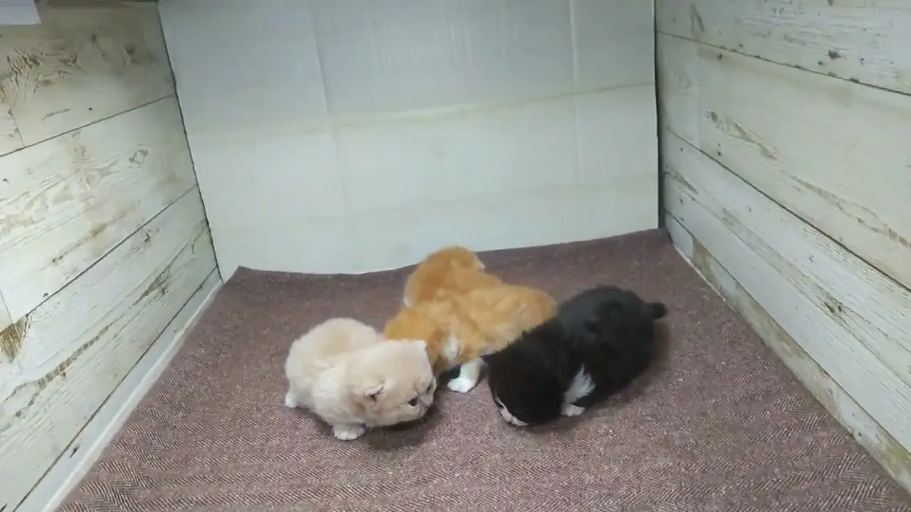 動画