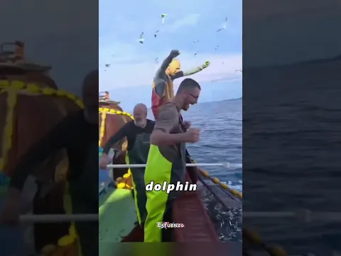 🐬 El Delfín Que Nunca Olvidó Quién Lo Salvó 😭❤️ #wildliferescue #animals #viral #historias