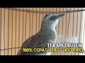 Trucuk BETINA memanggil Jantan Suara Birahi Ngecuplik 100% pancingan trucukan gacor agar BUNYI EMOSI