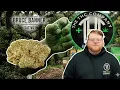 Bruce Banner Strain Review Bruce Banner is a Beast