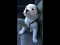 Dog gets angry at his own hiccups