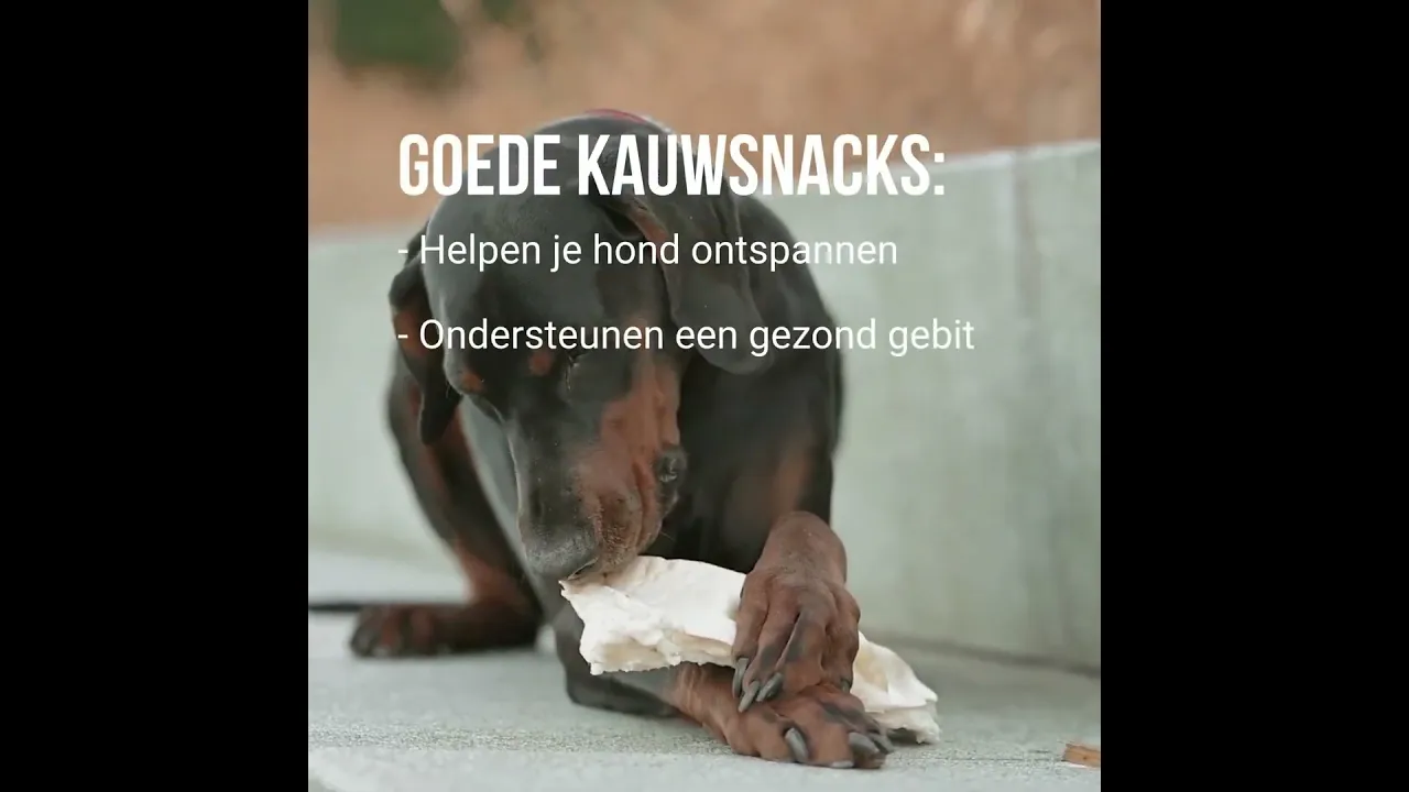 Doorbijtersbox XL
